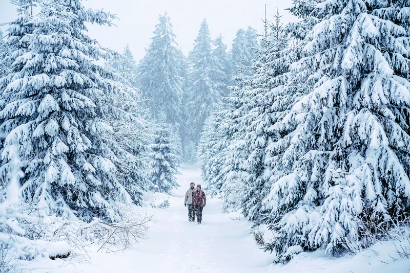 Zwei Wanderer auf einem verschneiten Weg zwischen tief verschneiten Fichten